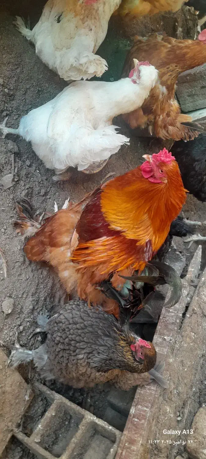 فروش چند عدد خروس سر حال|حیوانات مزرعه|قائم‌شهر, |دیوار