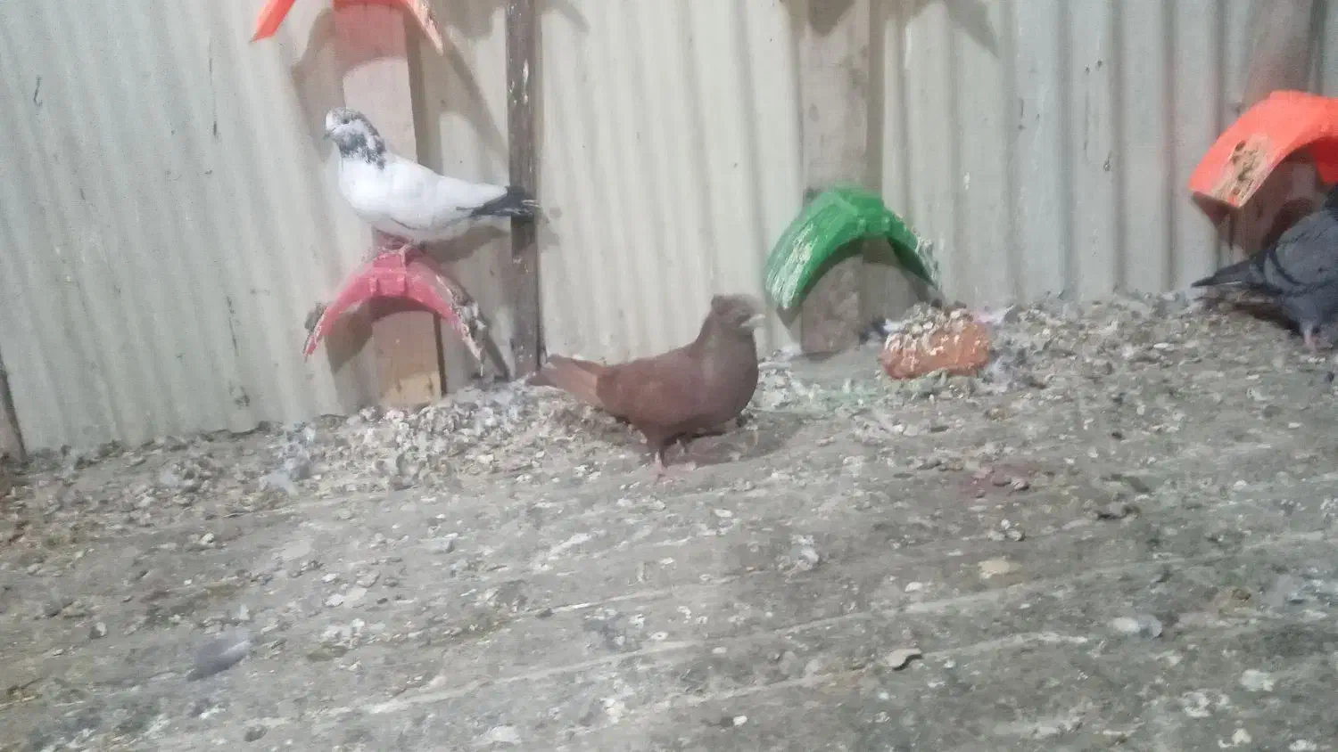 ماده سرخ|پرنده|دورود, |دیوار