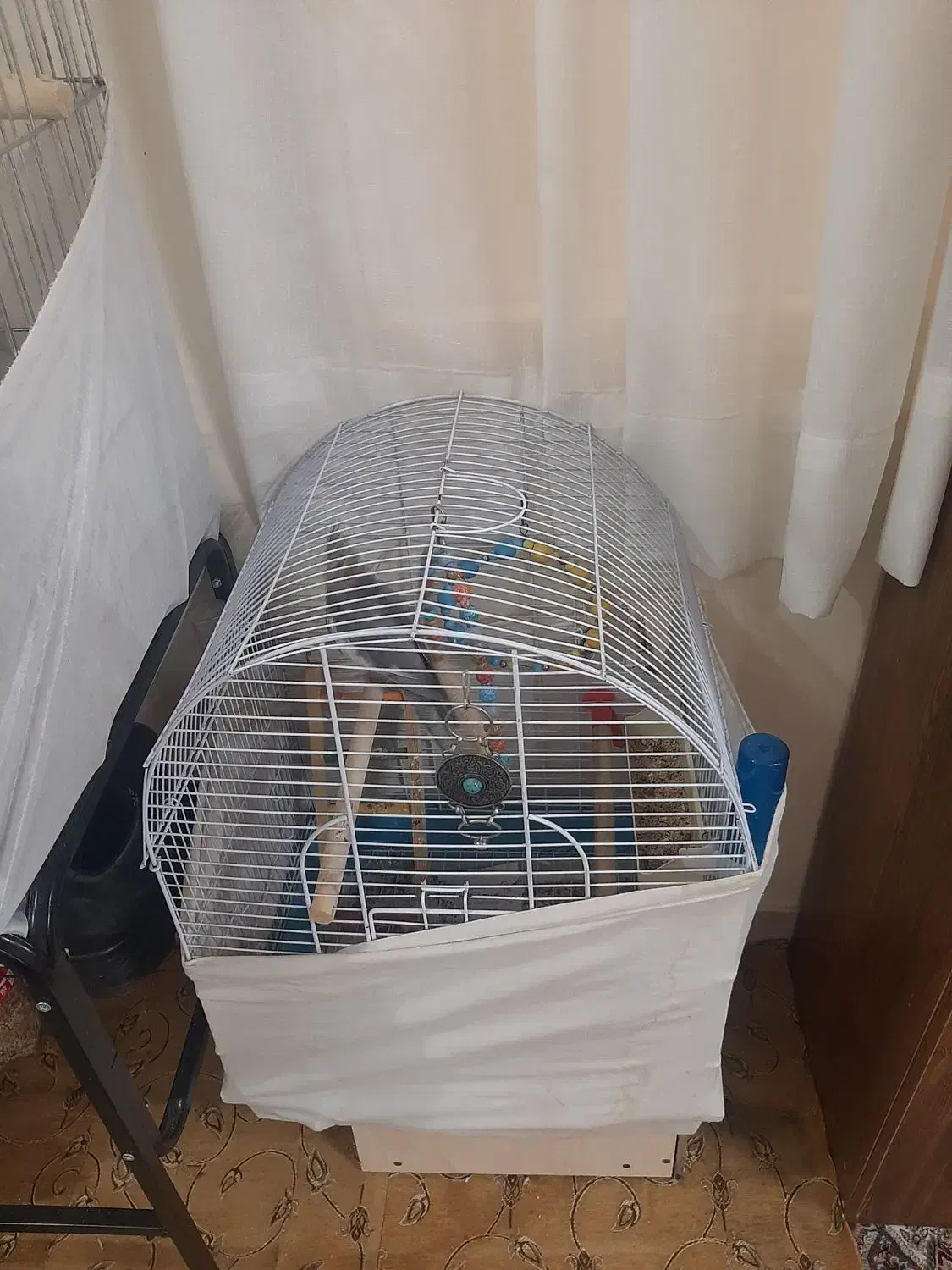 عروس هلندی جف بابچشون|پرنده|تهران, گیشا|دیوار