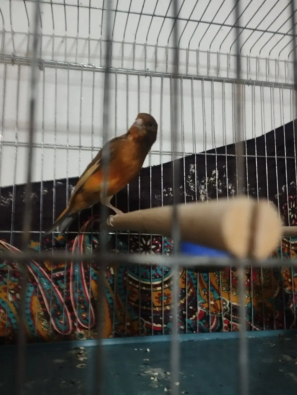 جفت مولد|پرنده|فسا, |دیوار