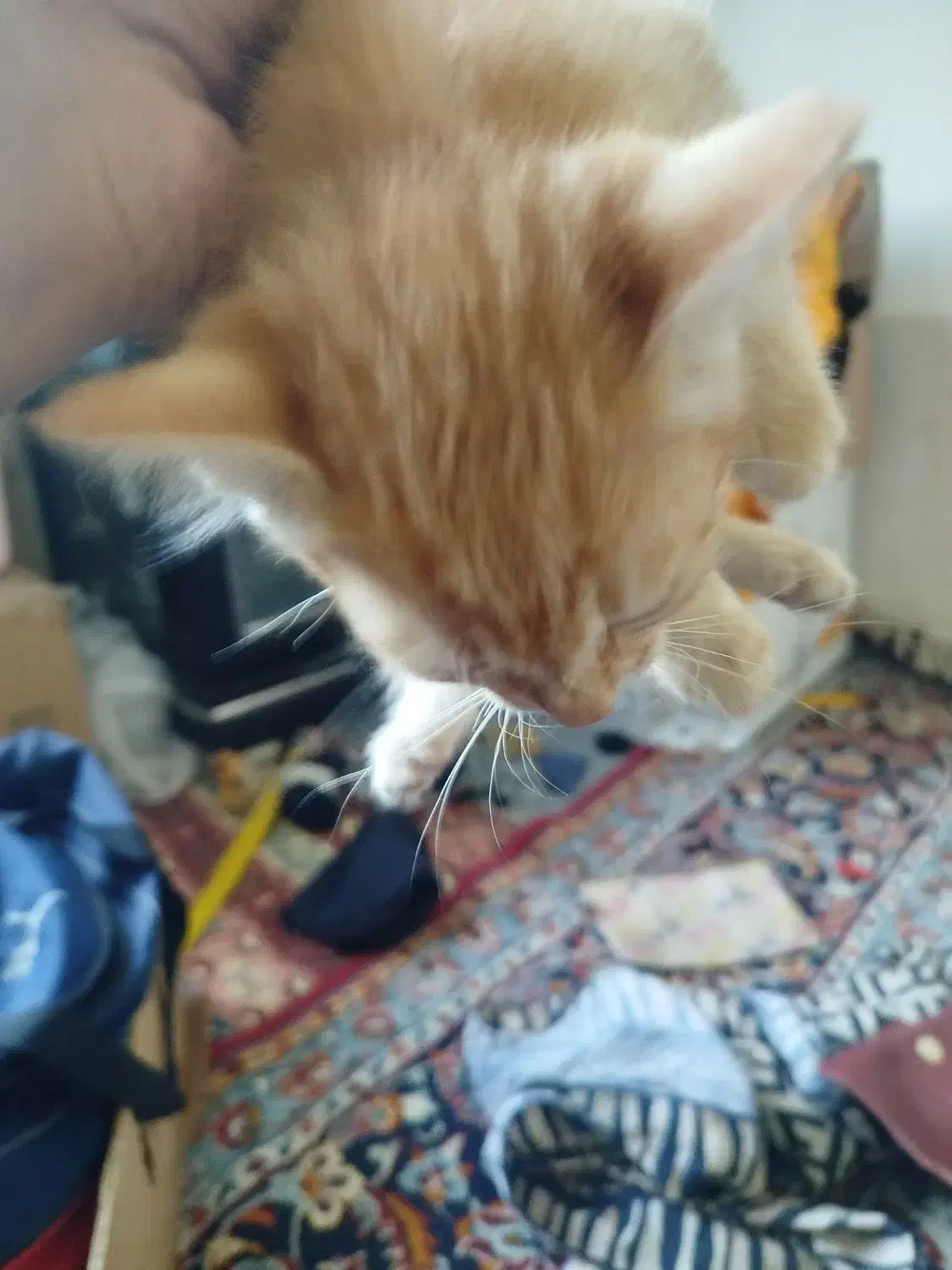 واگذاری گربه|گربه|سمنان, |دیوار