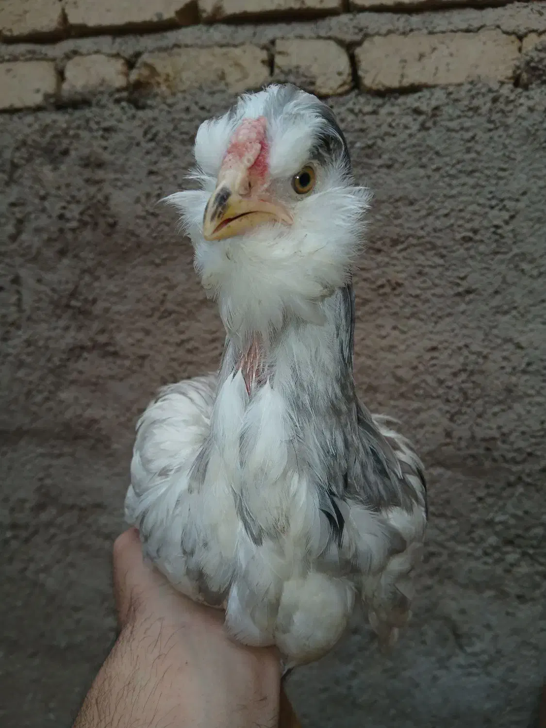 مرغ گلین|حیوانات مزرعه|شیراز, جرسقان|دیوار