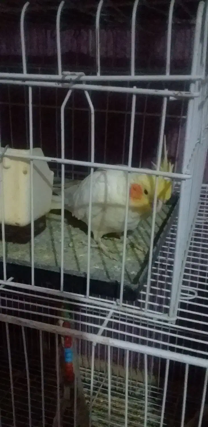 عروس هلندی|پرنده|زابل, |دیوار