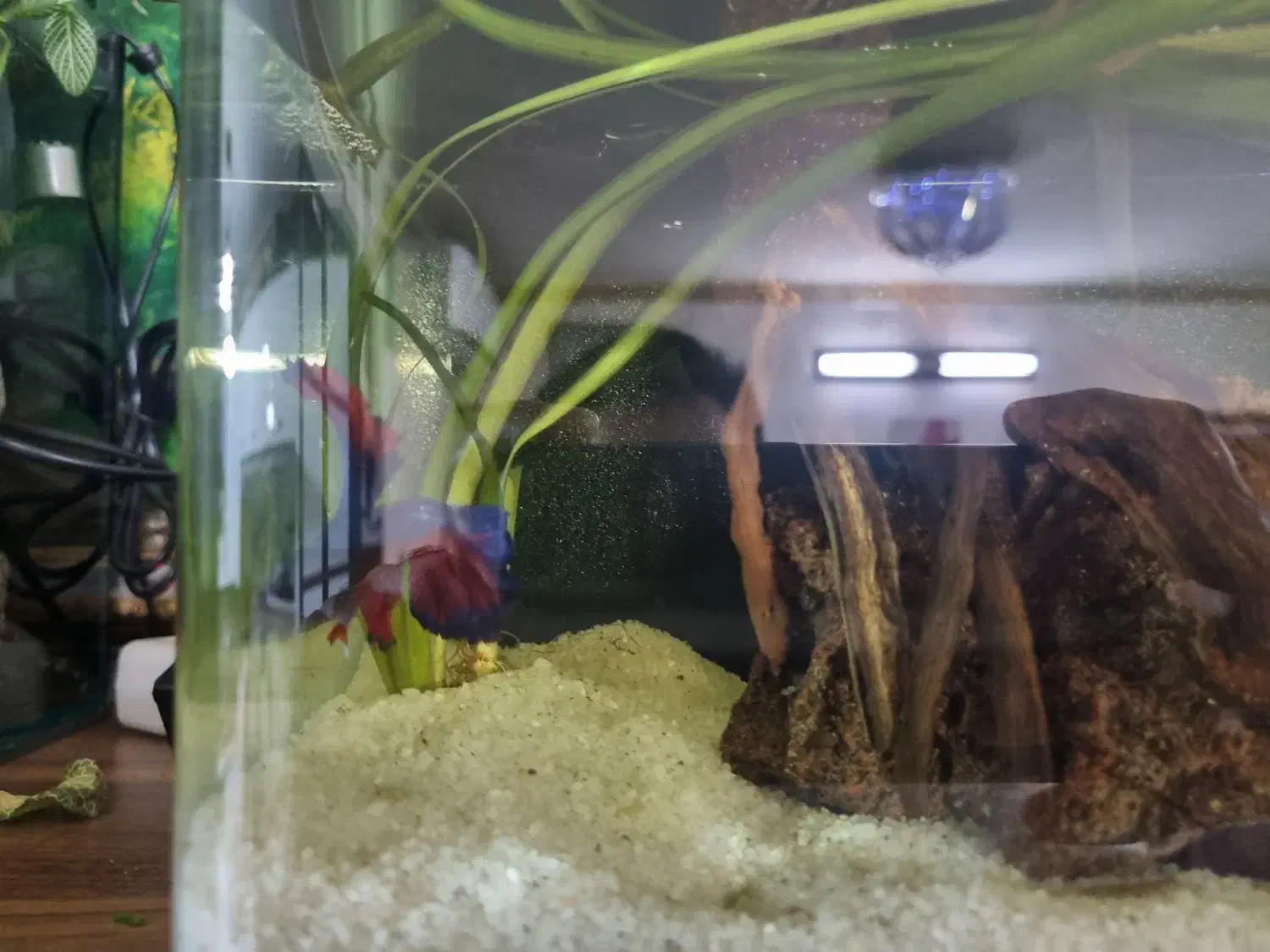 آکواریوم|ماهی|یزد, |دیوار