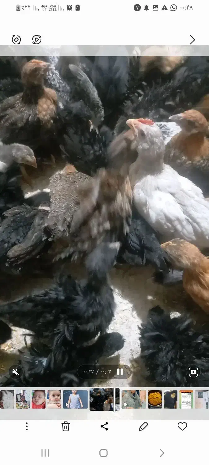 مرغ جوجه|پرنده|چرام, |دیوار