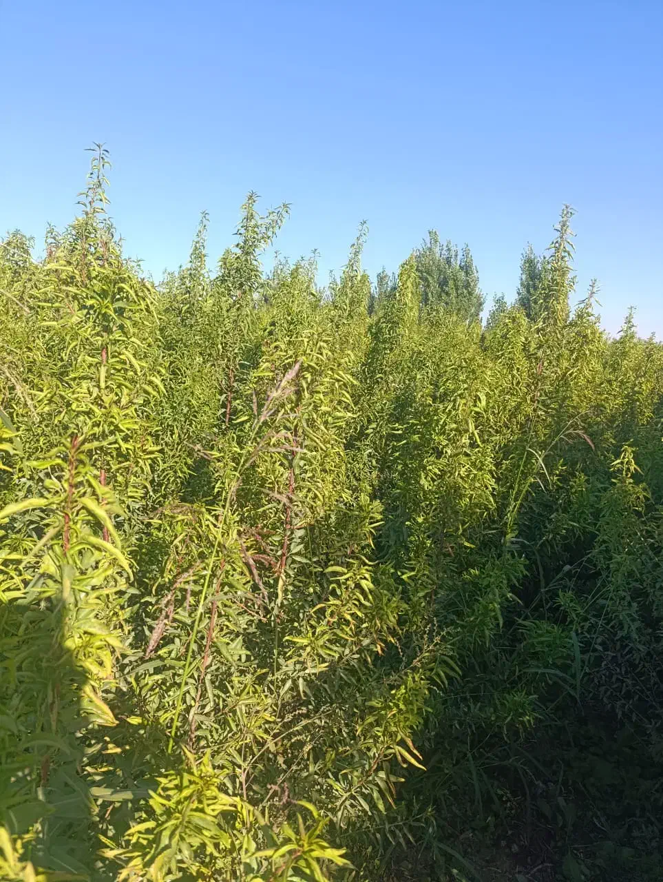 بسـیار مقـاوم وبهـره وری بهــتر|خدمات باغبانی و درختکاری|سامان, |دیوار