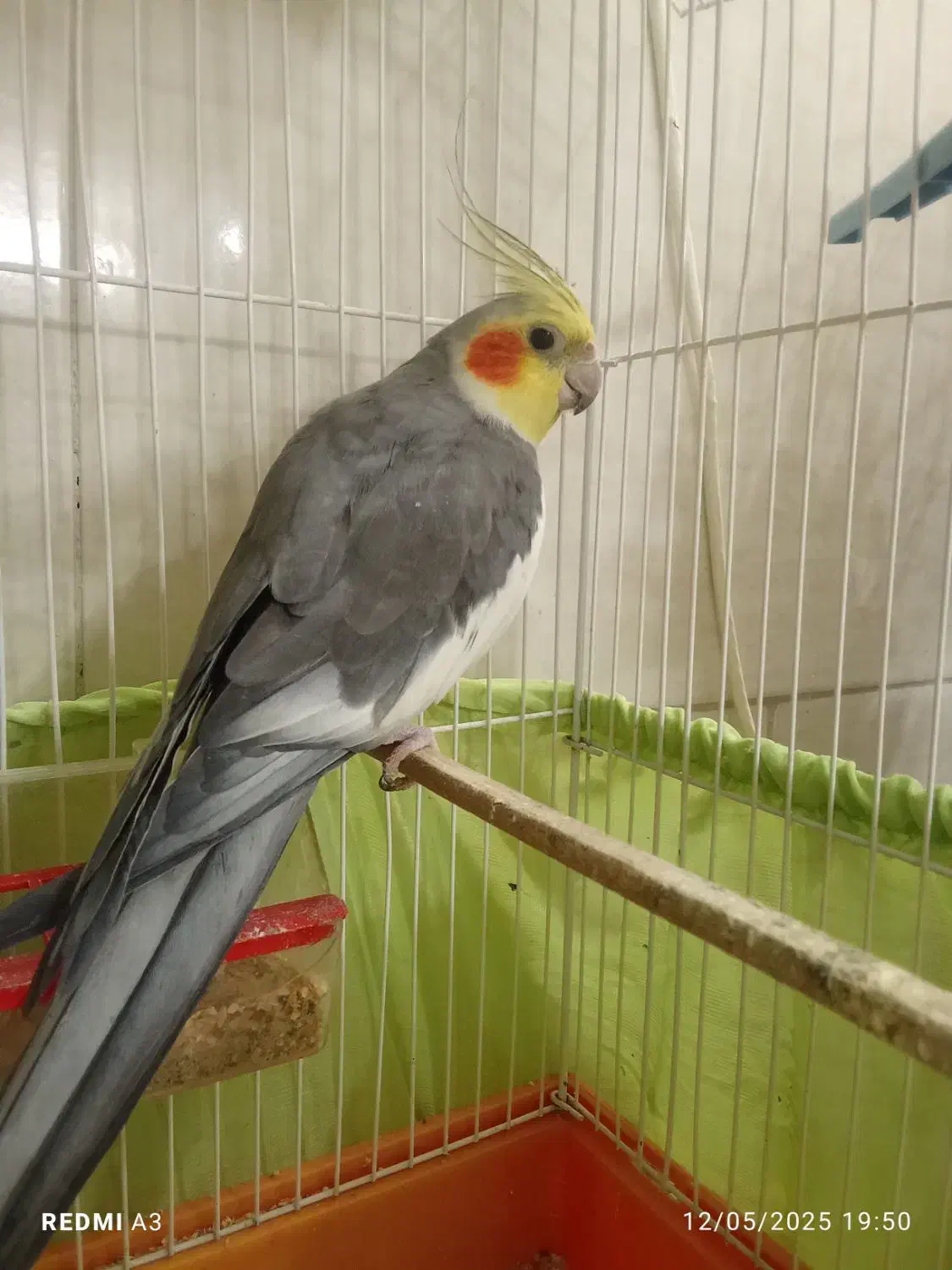 عروس هلندی نر|پرنده|دماوند, دماوند|دیوار