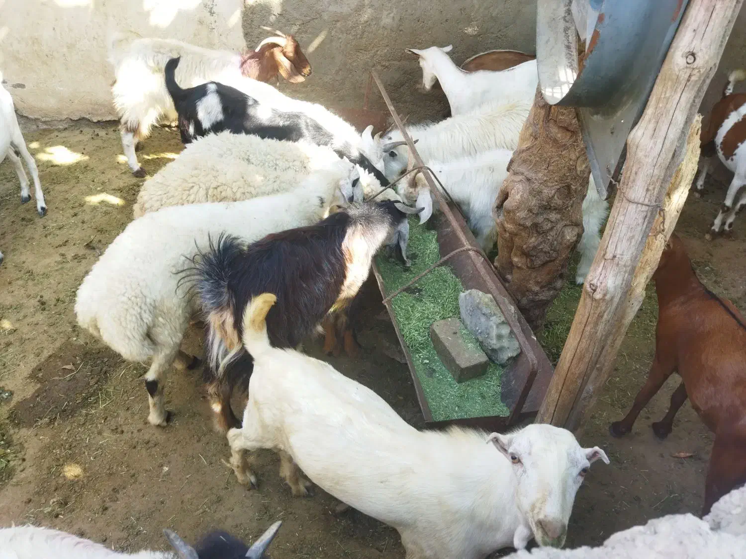 کهره،بره                               شهرک توحید|حیوانات مزرعه|بندرعباس, |دیوار