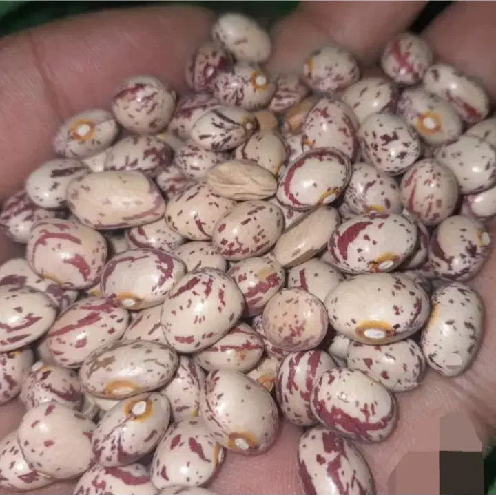 لوبیا چیتی خمین و ابلق درشت درجه یک|خوردنی و آشامیدنی|تهران, جوادیه|دیوار