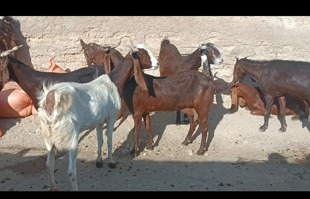 فروش بز و کهره|حیوانات مزرعه|داراب, |دیوار