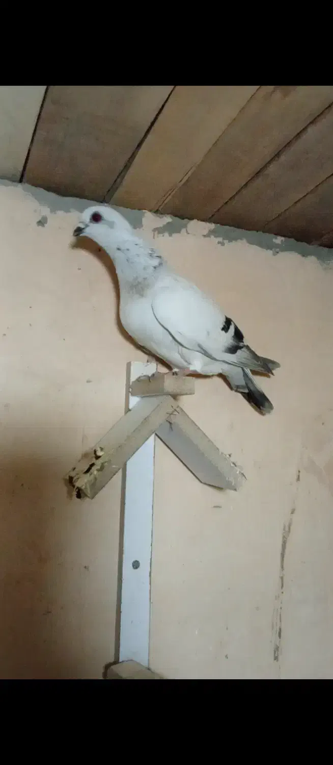 شامی کاغذی چشم سرمه نوک ریز|پرنده|مراغه, |دیوار