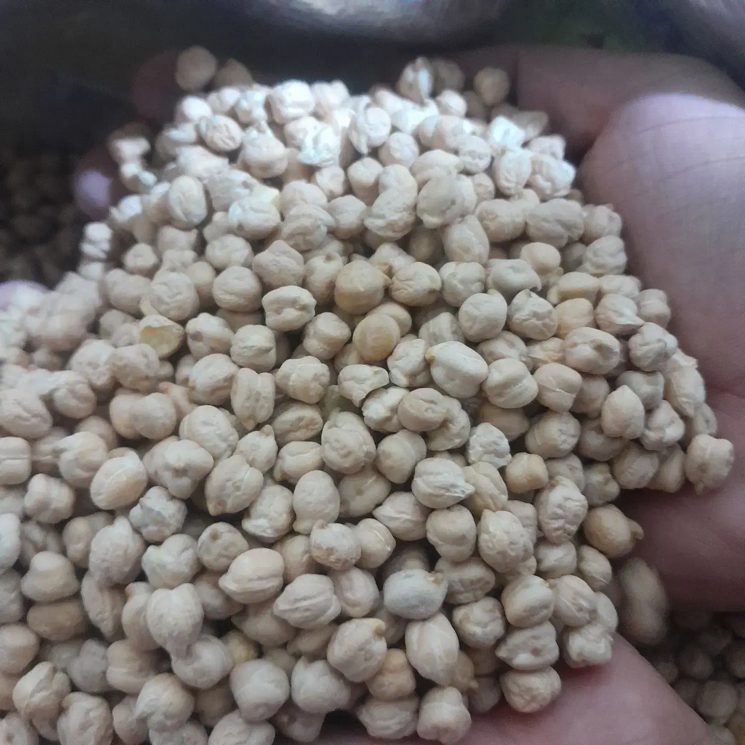 حبوبات|خوردنی و آشامیدنی|مرودشت, ژیان|دیوار