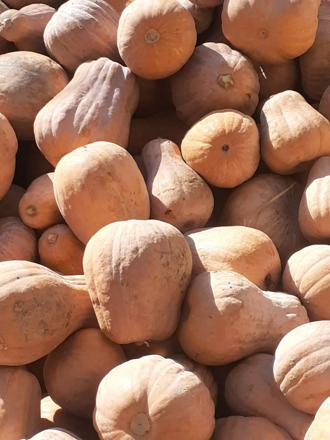 کدو حلوایی|خوردنی و آشامیدنی|مشگین شهر, |دیوار