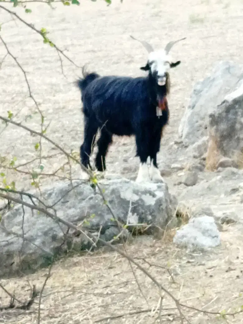 فروش بُز تُرکی|حیوانات مزرعه|لالی, |دیوار