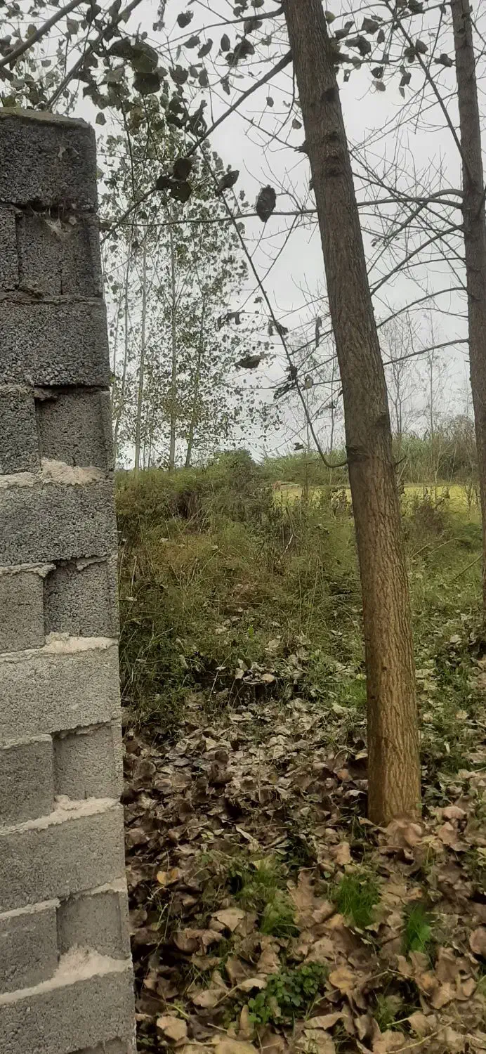 فروش زمین|فروش زمین و ملک کلنگی|خمام, |دیوار