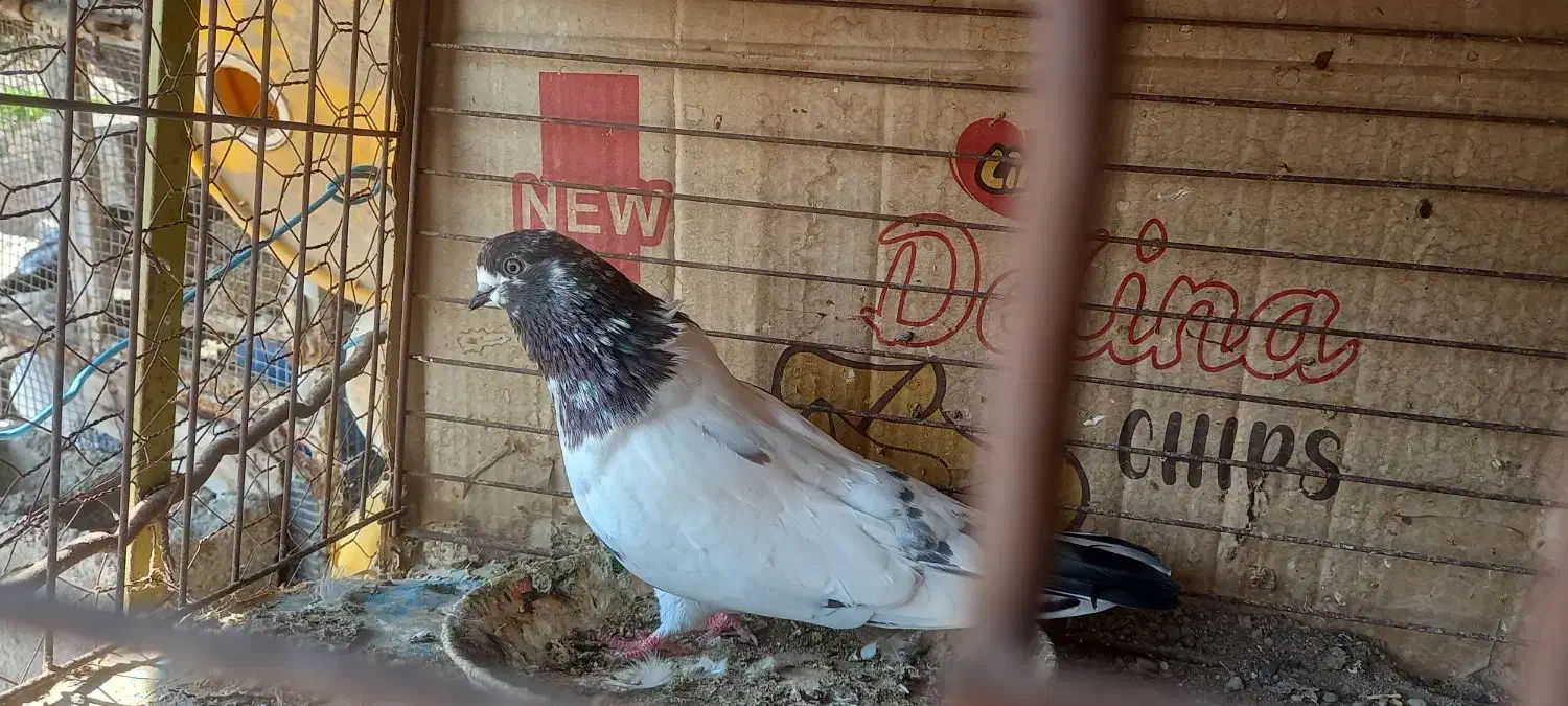 کبوتر  نکریز|پرنده|تخت, |دیوار