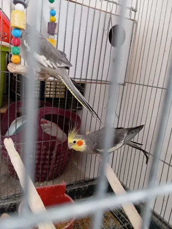 مرغ عروس نرو ماده کار داده|پرنده|کاشان, لتحر|دیوار