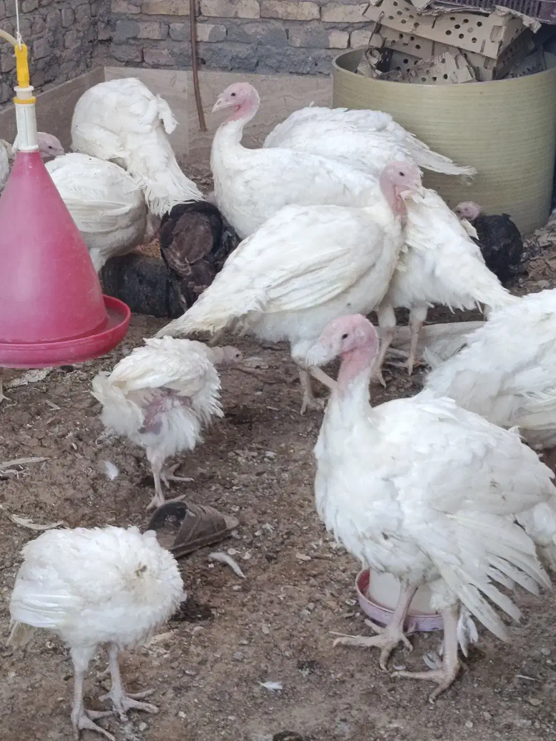 بوقلمون پرواری زنده  (خانه طیورچهارراه پادگان|حیوانات مزرعه|زابل, |دیوار