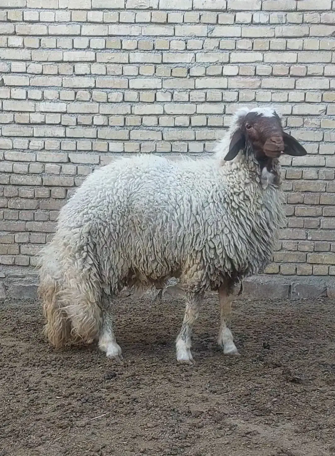 بره قوچ سنجابی|حیوانات مزرعه|کرمانشاه, |دیوار