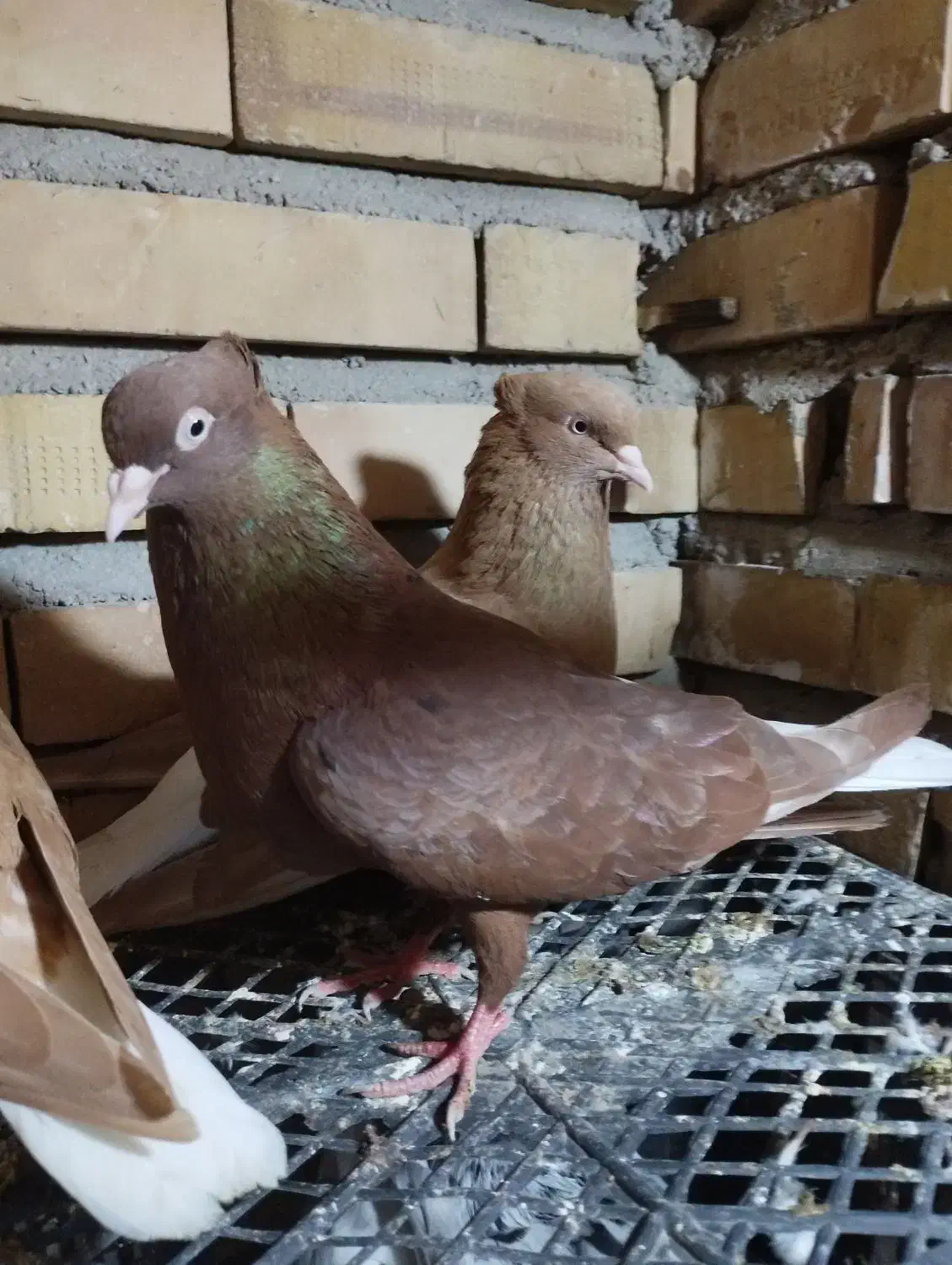 دم سفید|پرنده|گنبد کاووس, |دیوار