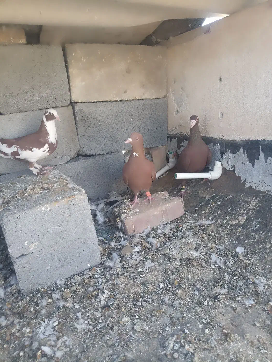 کبوتر|پرنده|میرجاوه, |دیوار