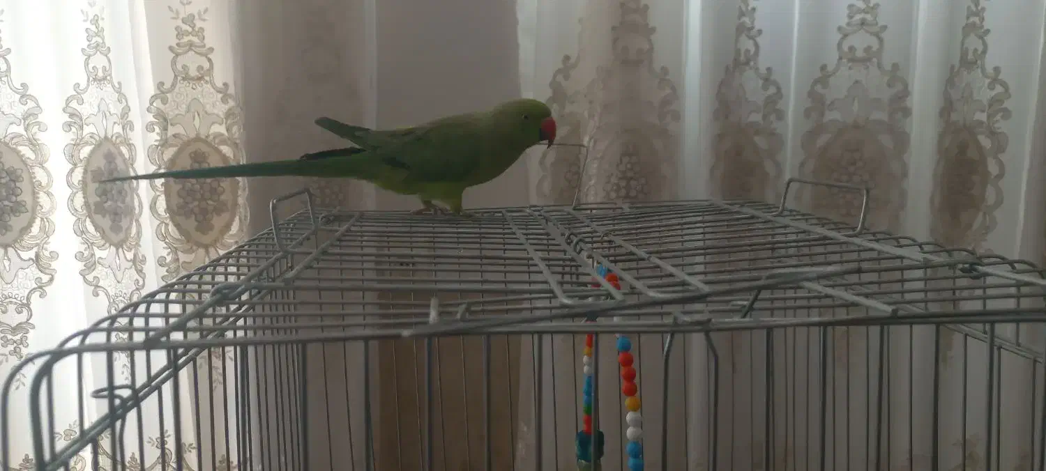 طوطی ملنگو|پرنده|اشکذر, |دیوار