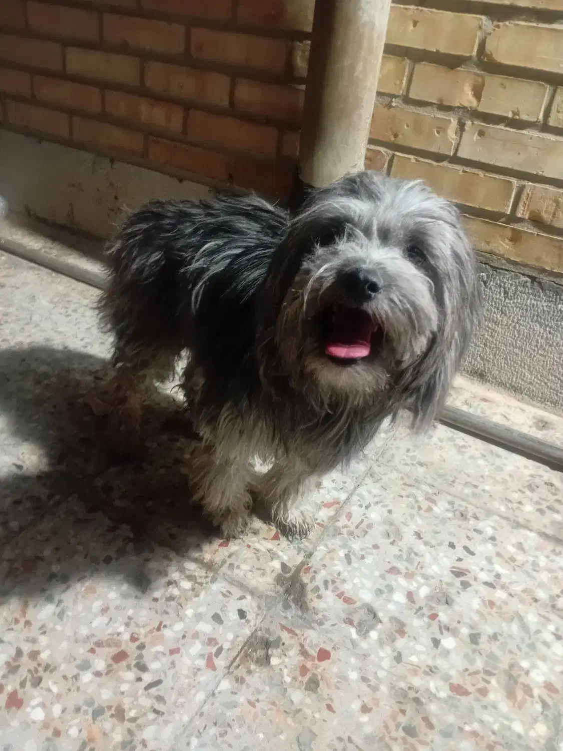 سگ خارجی|سگ|بهبهان, |دیوار