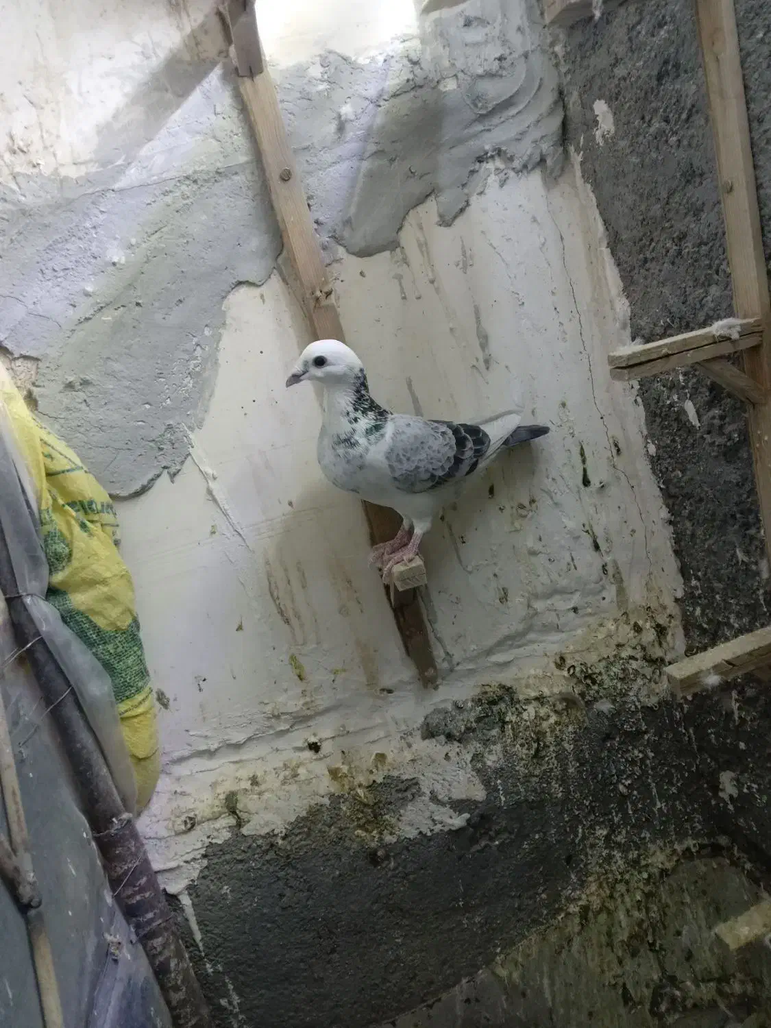 کبوتر پرشی|پرنده|تربت جام, خیرآباد|دیوار