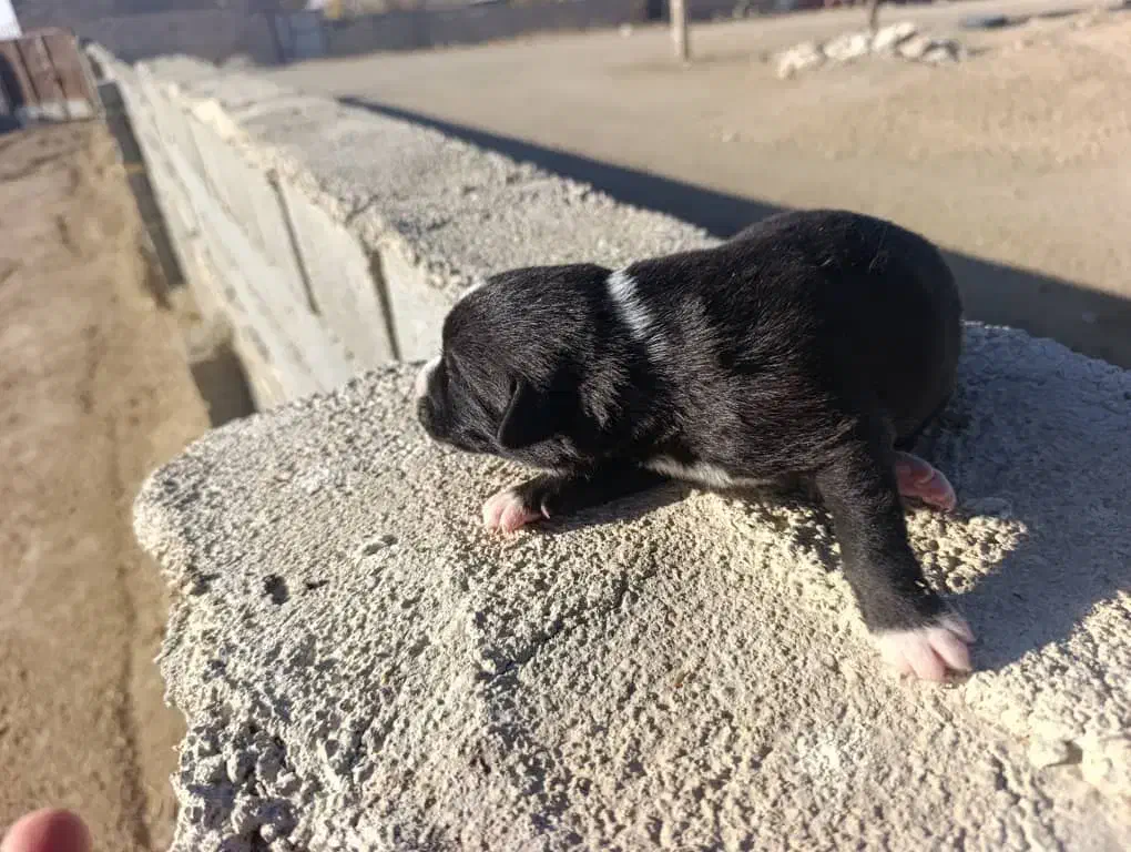 بره نر پروار سنگین|حیوانات مزرعه|خرم بید, |دیوار