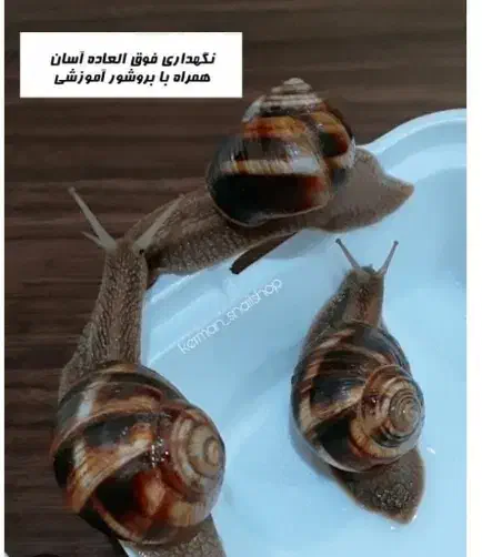 حلزون زنده جهت حلزون تراپی|خزنده|کرمان, |دیوار