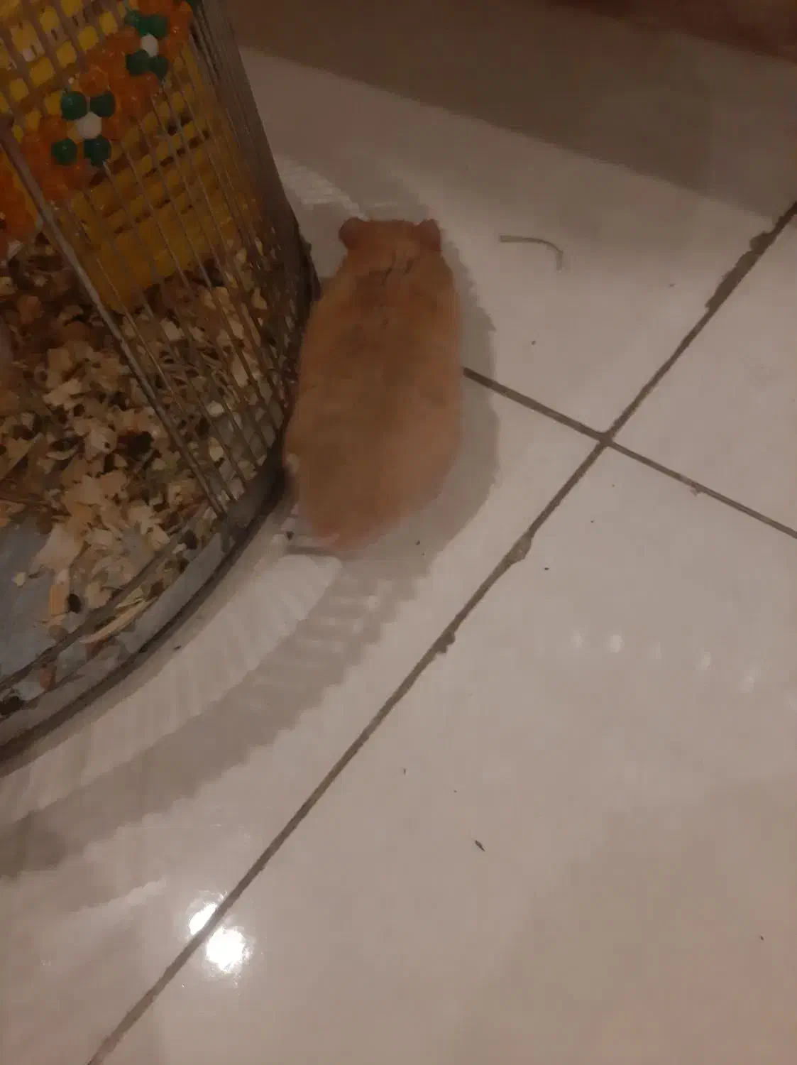 همستر و خوکچه هندی جفتشون با قفس لوازم|موش و خرگوش|کرج, شهرک بنفشه|دیوار