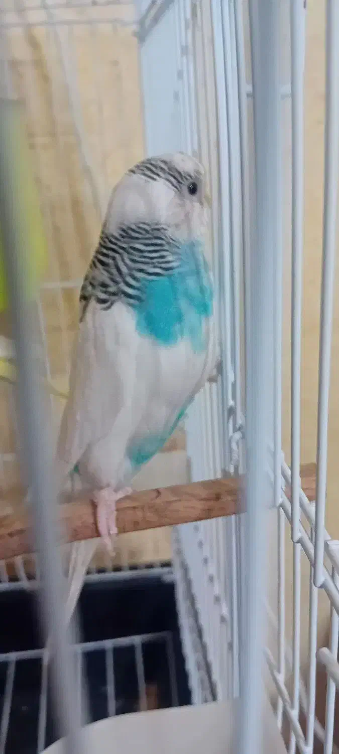 مرغ عشق|پرنده|اردبیل, |دیوار