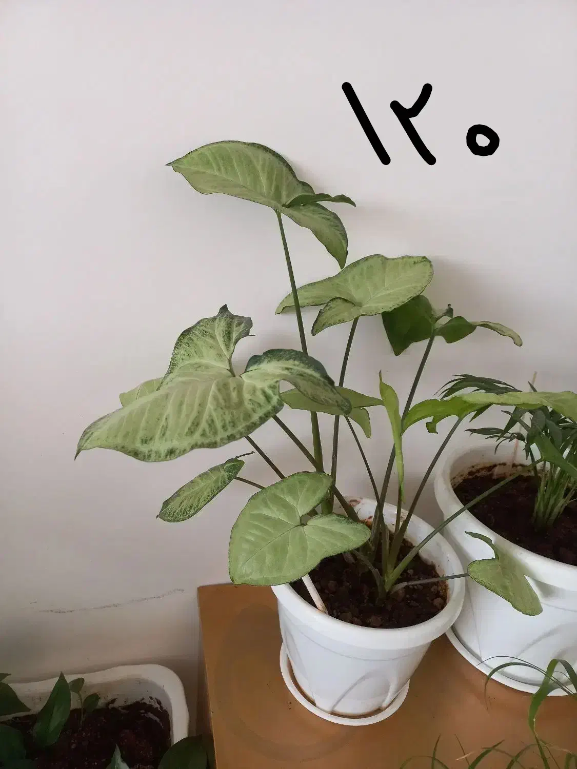 کیف نیه گل|کیف، کفش، کمربند|سنندج, |دیوار