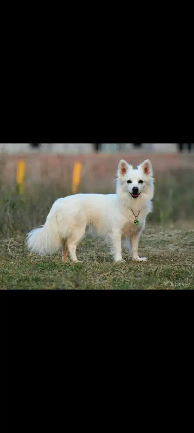 اشپیتز نر|سگ|شیراز, قدوسی شرقی|دیوار