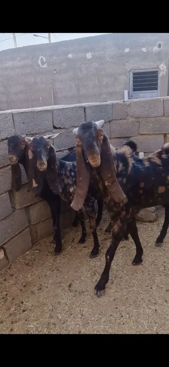 بز کامور پتیری و سانن|حیوانات مزرعه|بردسکن, |دیوار