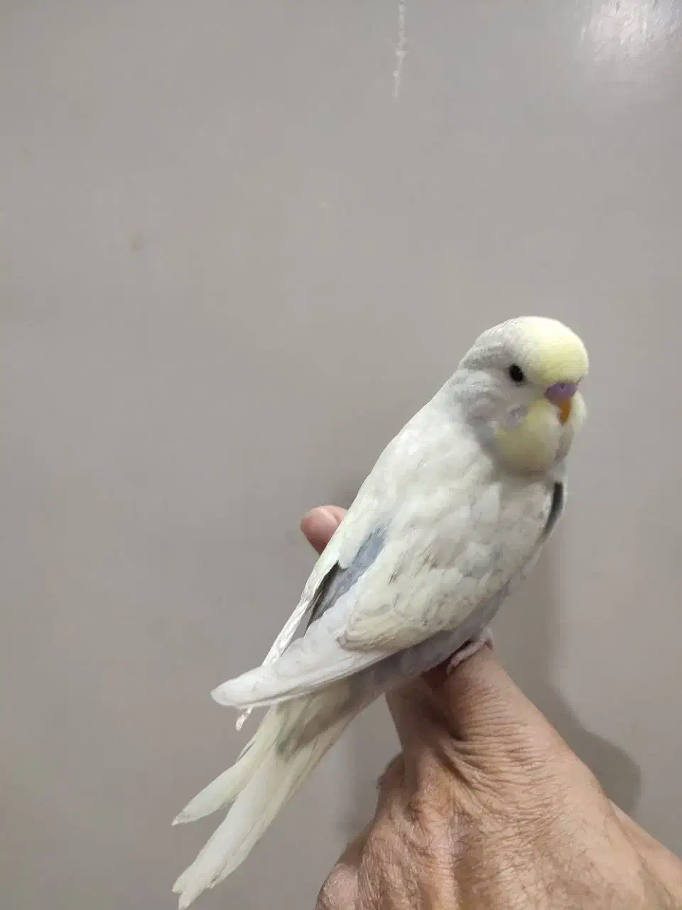 مرغ عشق انگلیسی وکوتوله وعروس هلندی مولد|پرنده|قم, هنرستان|دیوار