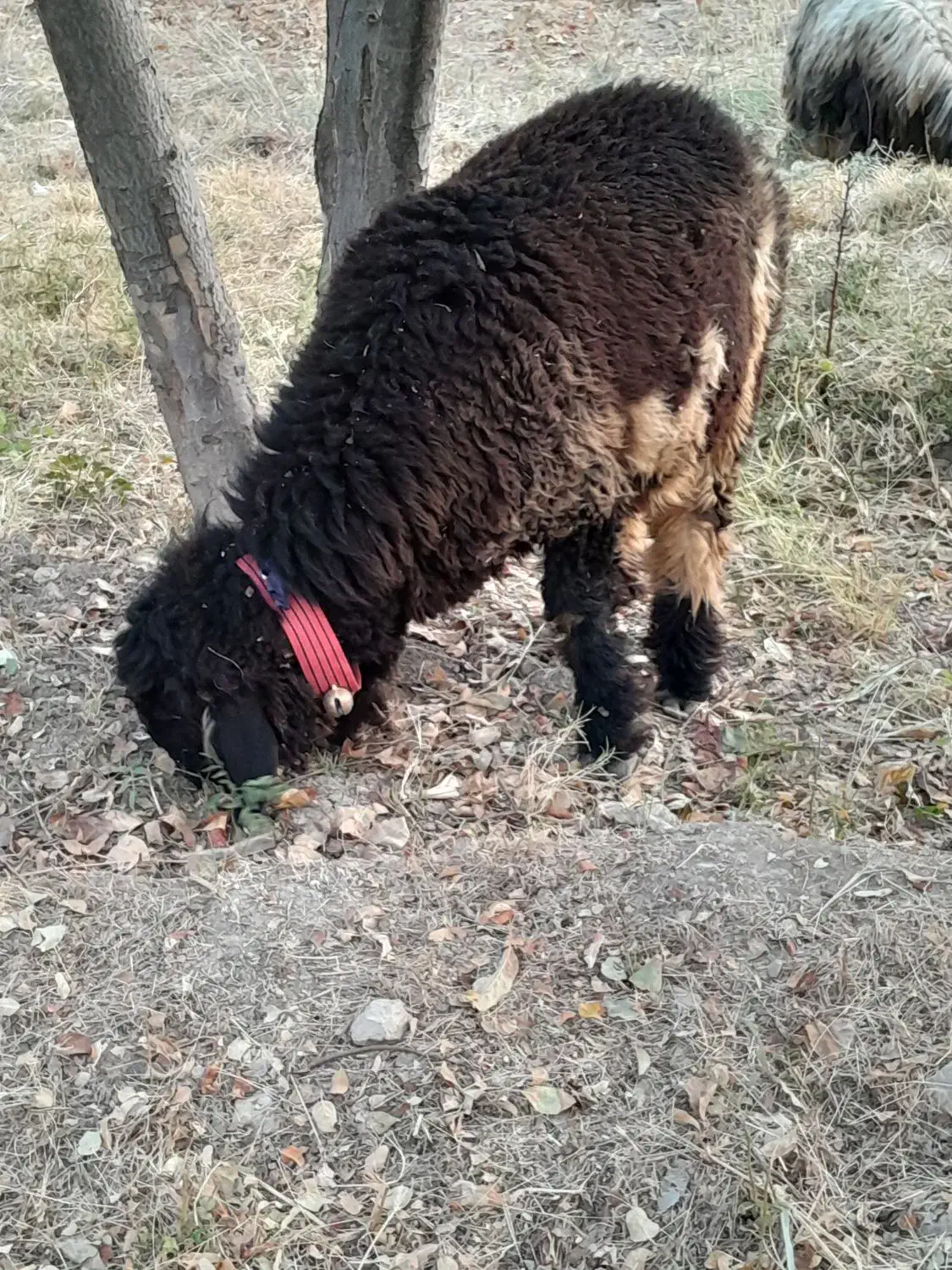 بره قوچ شهر کردی|حیوانات مزرعه|کامفیروز, |دیوار