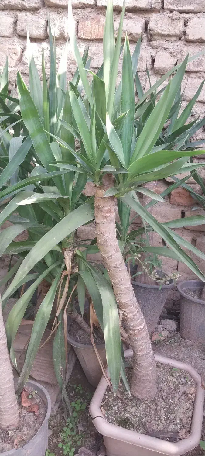 ۴۰ گلدان بنسای یوکا|گل و گیاه طبیعی|گرگان, |دیوار