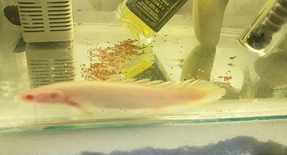 ماهی پولی البینو و فلاور هورن دوبندی فوری فوری|ماهی|اسلام‌شهر, مسکن مهر اسلاشهر (شهرک امام خمینی)|دیوار