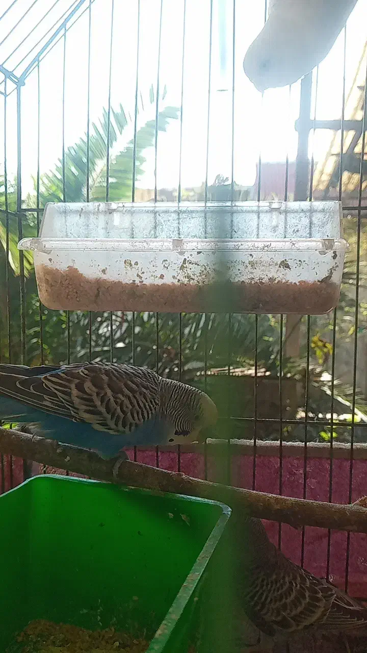 مرغ عشق|پرنده|لاهیجان, بازکیاگوراب|دیوار