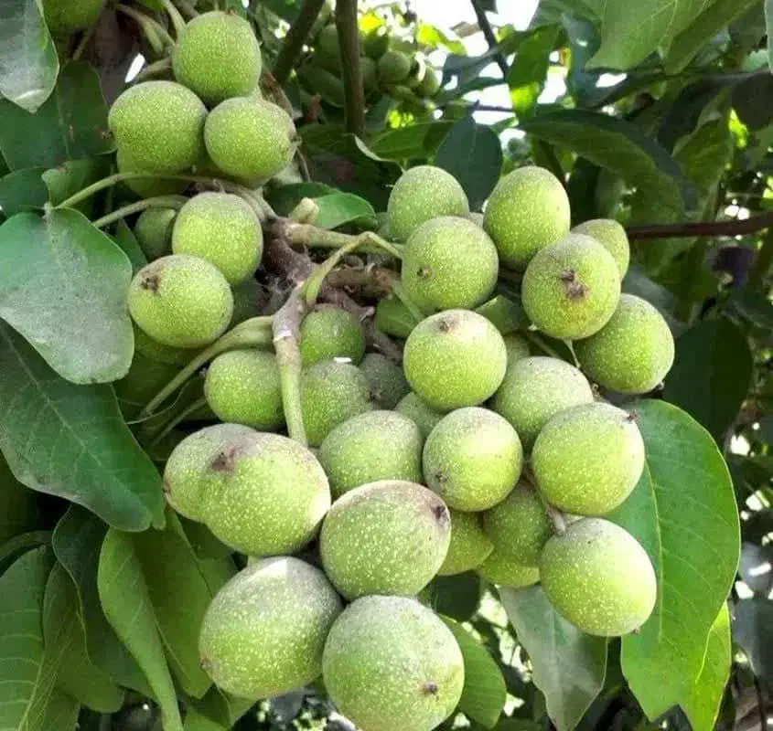 نهال گردو خرید مستقیم|خدمات باغبانی و درختکاری|دماوند, دماوند|دیوار