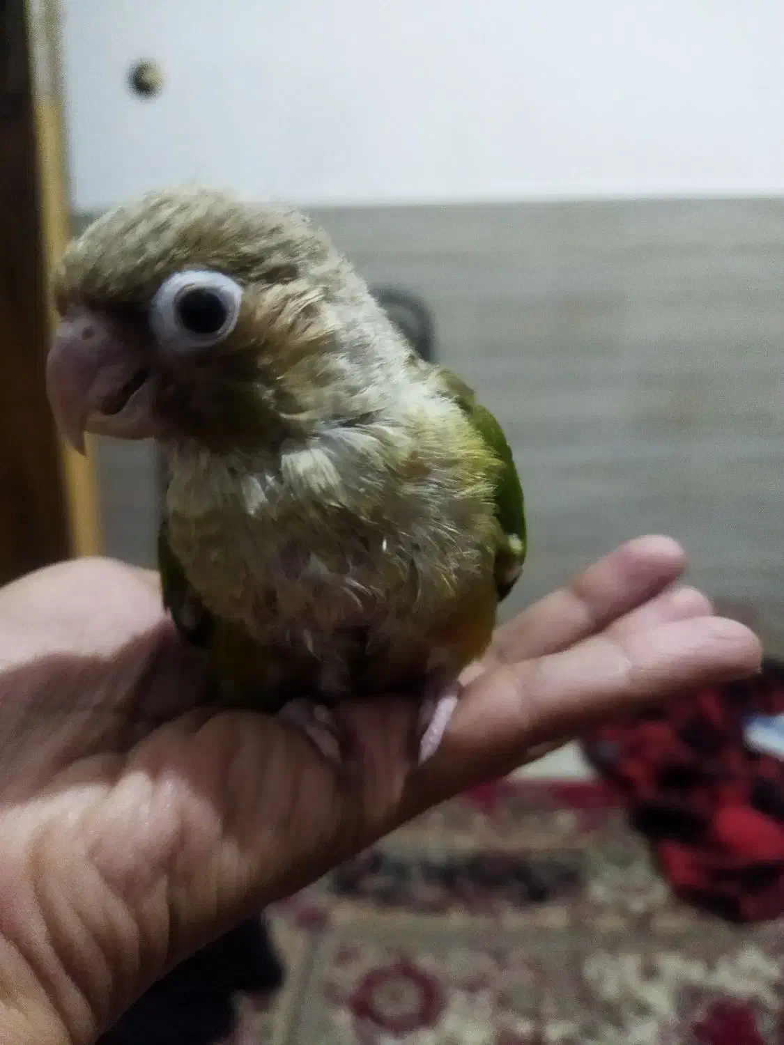 جوجه کرینچگ|پرنده|شاهرود, |دیوار