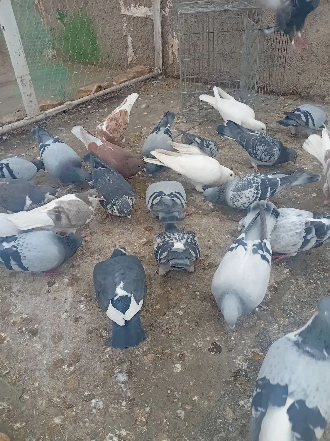 یه چخ کبوتر|پرنده|اسفراین, |دیوار