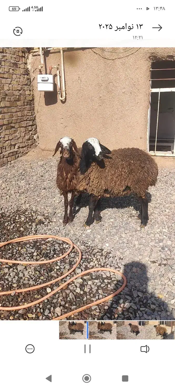 ۲ راس بره ماده یکی افشار وشالی اصل|حیوانات مزرعه|قزوین, |دیوار