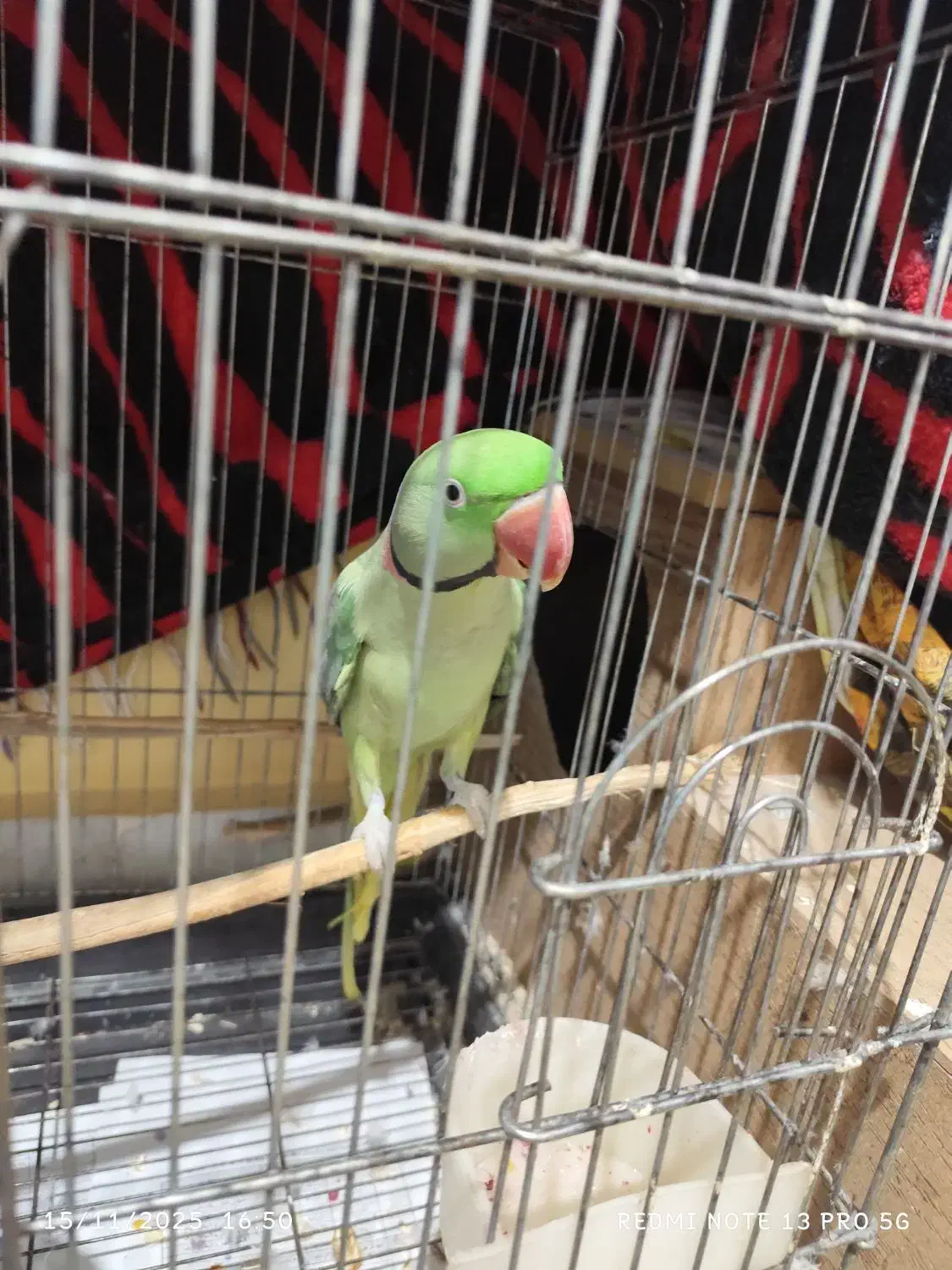 شاه طوطی مولد|پرنده|بندرعباس, |دیوار