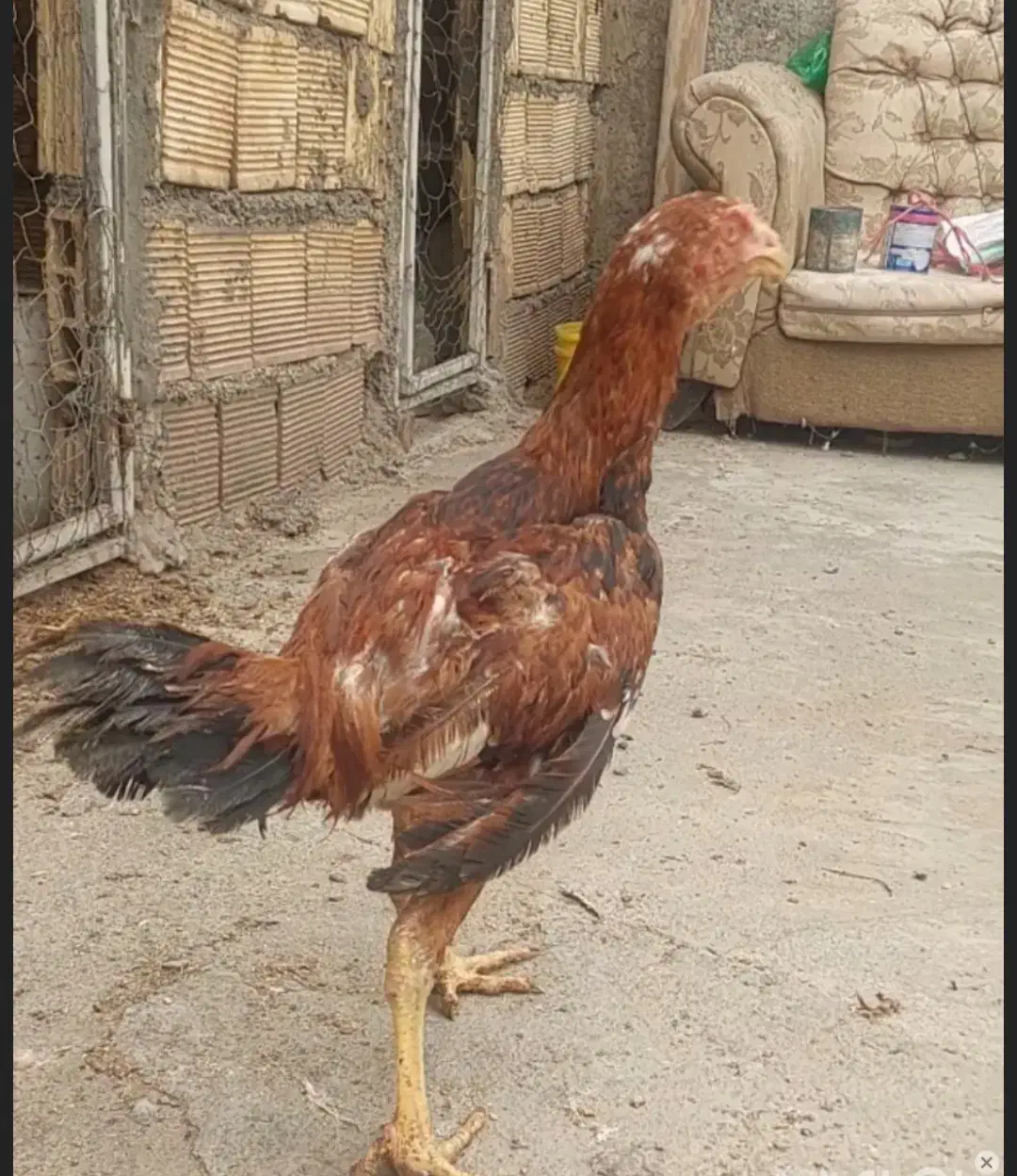 جوجه خروس لاری|حیوانات مزرعه|لنجان, |دیوار