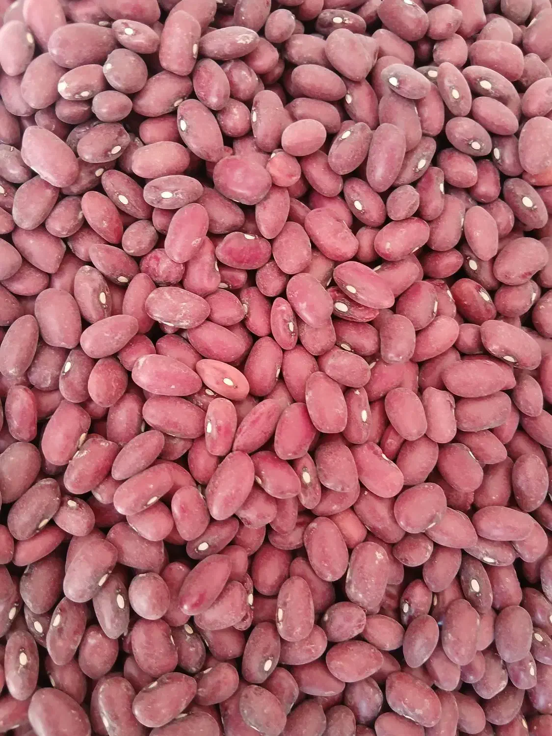 لوبیا قرمز|خوردنی و آشامیدنی|قیدار, |دیوار