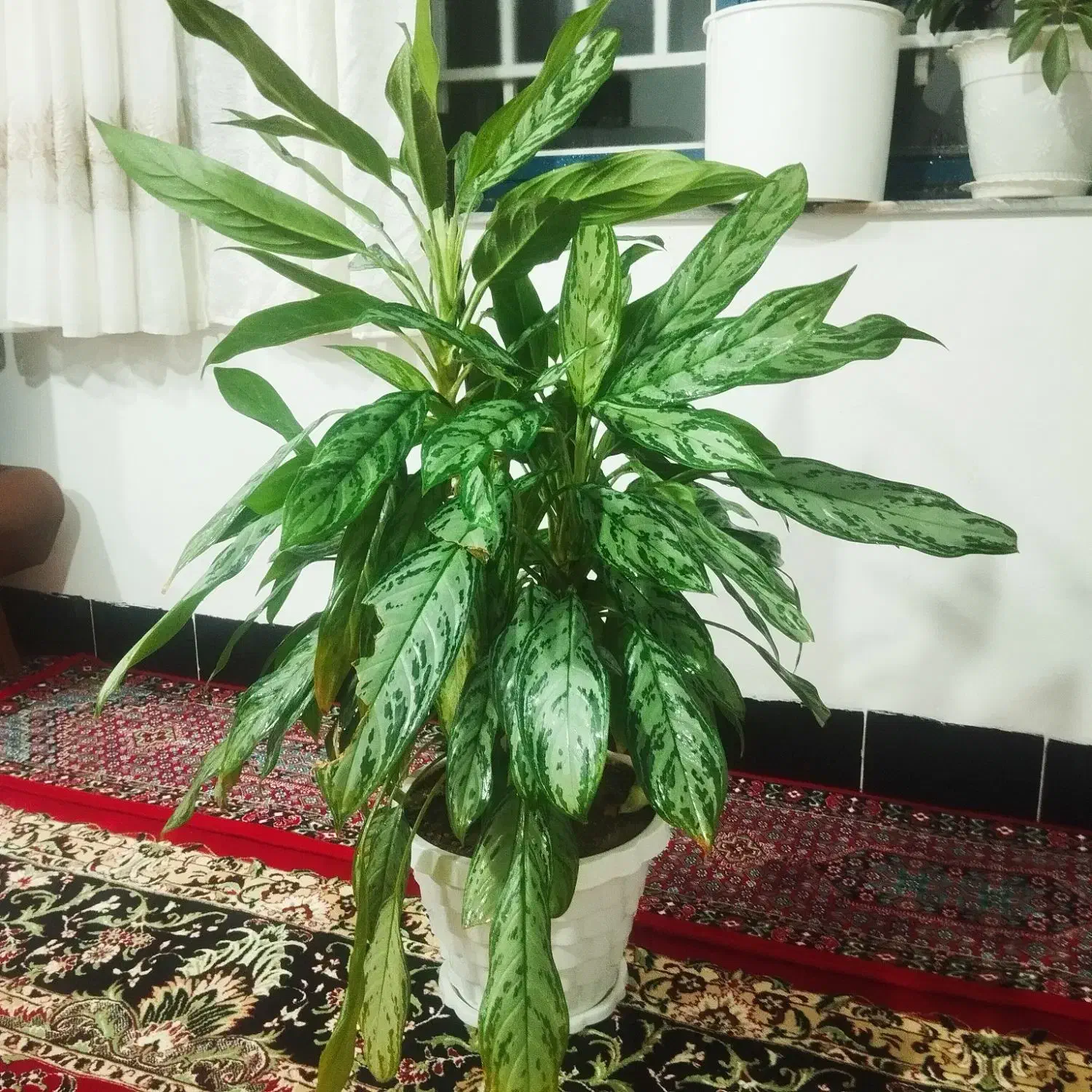 گل .|گل و گیاه طبیعی|بانه, |دیوار