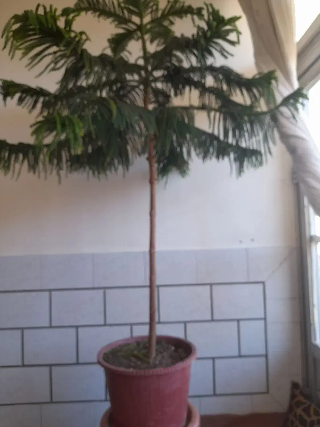 گل زیبا|گل و گیاه طبیعی|مبارکه, |دیوار