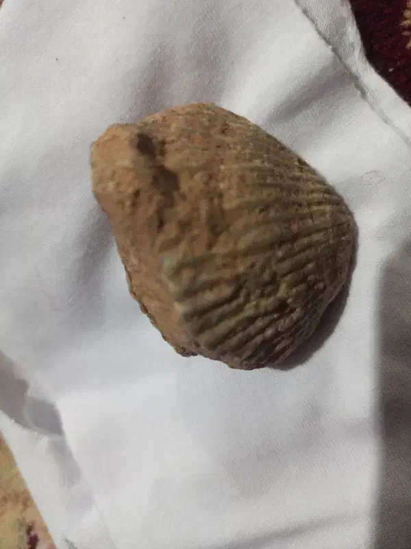 فسیل صدف|کلکسیون اشیاء عتیقه|اراک, |دیوار